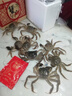 【活蟹】阳澄联合鲜活大闸蟹现货公3.5-3.8两 母2.5-2.8两 4对8只螃蟹年货礼盒源头直发 实拍图