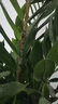 叹为观止大型植物发财树各种大颗盆栽开业乔迁客厅办公室内好养大型花卉 金钱树【80厘米-1米】 含盆 实拍图