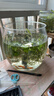 桌面鱼缸家用透明耐摔客厅办公室桌面金鱼水培绿植小型生态造景缸 特大号  桌面生态鱼缸 实拍图