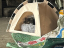 HELLOJOY猫窝四季通用帐篷式宠物狗屋猫咪猫床房子狗狗窝 折叠杆帐篷L 实拍图