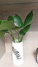 龙鳞春羽水培植物天堂鸟客厅绿萝盆栽花卉富贵竹龟背竹好养的绿植 精品龟背竹30-40cm【1棵】送营养液 实拍图