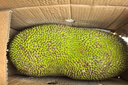 京鲜生 海南菠萝蜜整个 13-17斤 净重13斤生鲜水果 源头直发 实拍图