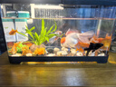 阔庭鱼缸懒人鱼缸家用客厅办公室金鱼缸过滤鱼缸黑色款 实拍图