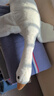 网红大白鹅公仔抱枕女生床上玩偶可爱枕头靠垫儿童大号毛绒玩具 大鹅 90厘米 实拍图
