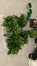 双盟绿萝盆栽除甲醛花卉绿植办公室新房净化空气180加仑4盆装源头直发 实拍图