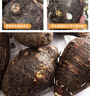 生鲜密语广西荔浦芋头 地标农产品 正宗荔浦芋 新鲜香芋 火锅食材生鲜蔬菜 【大芋】3-5个5斤 净重4.9斤 1份装（芋香浓郁） 实拍图