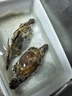 舟山梭子蟹鲜活特大野生大螃蟹新鲜冷冻海鲜水产海蟹飞蟹白蟹顺丰 5-7两/只【4斤 个大肉多】 实拍图