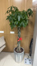叹为观止大型植物发财树各种大颗盆栽开业乔迁客厅办公室内好养大型花卉 辫子发财树【1.7-1.8米】 含盆 实拍图