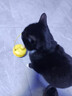 HELLOJOY猫玩具猫咪逗猫棒不倒翁猫薄荷球自嗨解闷神器猫猫小猫幼猫宠物 实拍图