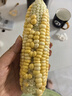 滇味十足（DIANWEISHIZU）水果玉米甜玉米云南金银双色新鲜甜嫩水果玉米棒鲜玉米茄果瓜 金银双色 净重2斤（约3-5根） 实拍图