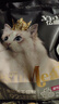 亿迪猫粮冻干幼猫成猫10斤全价英短蓝猫布偶老年猫国产通用全阶段5kg 实拍图