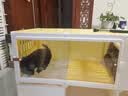 蔻丝狗笼子小型犬带厕所分离狗窝厕所一体比熊泰迪柯基狗别墅家用室内 大号【106*46*52】黄 基础套餐：注塑狗别墅+抽屉厕所 实拍图