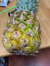 佳农 黑钻菠萝1粒装 菲律宾凤梨 净重2斤起 生鲜水果 源头直发 包邮 实拍图