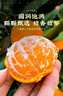 京觅浙江台州涌泉蜜桔 净重2.5斤 单果50mm+ 橘子水果礼盒 源头直发 实拍图