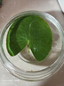水培玻璃花瓶透明碗莲荷花铜钱草盆缸养睡莲的专用花盆鱼缸植物器 1个小号肚径15厘米 加厚材质 实拍图