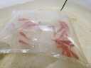 金鱼草金鱼观赏鱼冷水好养耐活小鱼苗锦鲤 5-7cm 红草金买10条送10条（加备损） 实拍图