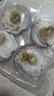 獐子岛 冷冻蒜蓉粉丝扇贝400g 12只 虾夷扇贝 烧烤食材 海鲜 生鲜 实拍图