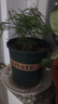 花盆绿植盆栽加厚塑料简约多肉小盆阳台客厅月季玫瑰大号家用花盆 高款1加仑(口径16cm)2个盆 不带托盘 实拍图
