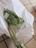 带根香菜100g 实拍图