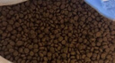 皇家绝育成猫粮 SA37通用粮 1-7岁2KG 实拍图