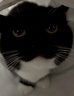 黑猫玩偶毛绒公仔挂件ins可爱猫咪包包挂饰情侣礼物送女朋友礼物 黑白围巾+黑猫【送黑色珠珠链】 会吱吱叫【10厘米左右】 实拍图