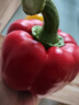 京鲜生山东双色水果五彩椒 生吃甜椒净重3斤单果150克起源头直发 实拍图