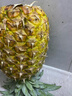 佳农 黑钻菠萝1粒装 巨无霸 菲律宾凤梨 净重3.6斤 生鲜水果 包邮 实拍图