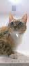好主人成猫猫粮全价成猫天然粮通用鸡肉味猫粮2.5kg*3 实拍图