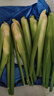 【现采现发】新鲜茭白时令蔬菜带壳茭白高笋应季美食农家自种包邮 现采带壳茭白0.8-1斤 净重 实拍图