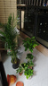【绿萝盆栽】吸甲醛净化空气水培绿植物懒人花卉好养搬家礼物全 【特惠10盆】绿萝+白色南瓜盆自吸水 整体含盆高度20-25cm 实拍图