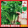 【随种随吃】调料菜种子组合春季四季易种耐热阳台盆栽通种蔬菜 大叶香菜种子1包约1000粒 一包约1000粒 实拍图