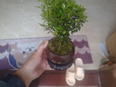 八芽 小叶赤楠盆景摆件室内绿植花卉盆栽老桩客厅办公室桌面好养植物 （【热销款】舍得紫砂盆赤楠+苔藓+底座） 实拍图