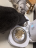 霍曼（Homerun）宠物智能自动喂食器猫粮定时猫咪自动投食机不锈钢双碗增高版 实拍图