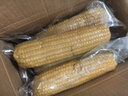 京鲜生东北白糯玉米330g*8根 甜黏玉米低脂早餐代餐粗粮真空装 源头直发 实拍图