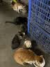 1号会员店（One's Member） 全价无谷6种肉猫粮 海陆大餐 1.5kg*3包 实拍图