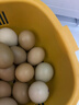 食特吉七彩山鸡蛋30枚 散养土鸡蛋  杂粮蛋礼盒 净含量1.68斤 源头直发 实拍图