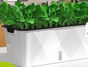 德沃多种菜盆长方形种植箱塑料加厚自动吸水花盆种菜箱蔬菜种植盆大号 实拍图