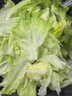 绿食者 新鲜蔬菜沙拉组合4斤 西餐色拉沙拉生菜轻食健身食材配菜 4斤【无沙拉酱】 实拍图
