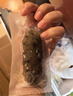 辽参大连冷冻海参3斤装10-12头*3非即食独立包装 源头直发 固形物85% 实拍图