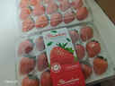 樱鲜多地次日达顺丰JD丹东99红颜牛奶奶油甜草莓新鲜水果年货送礼盒装 4盒 甄选果【60枚】单果18-26g 实拍图