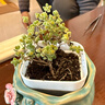 多肉植物组合室内小盆栽带陶瓷花盆土老桩高端仙人球绿植 蜜桔糖球+捏花四边盆 晒单实拍图