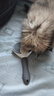 茨格曼猫梳子梳毛刷猫咪去浮毛猫毛清理器除毛器针梳狗狗梳子宠物用品 实拍图