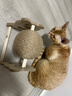 HELLOJOY逗猫咪玩具自嗨解闷猫抓板幼猫爪板小猫抓球耐抓不掉屑耐磨猫爬架 实拍图