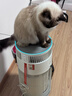 霍尼韦尔（Honeywell）宠物空气净化器吸猫毛除过敏源猫猫搭子 猫毛净化器杀菌消毒除异味KJ360F-C22W 实拍图