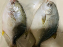 翔泰 海南金鲳鱼净重900g 2条装  年货节鱼类生鲜 火锅食材 海鲜水产  实拍图