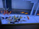 森森（SUNSUN）超白鱼缸一体缸自循环客厅桌面小型家用水族箱HEJ-380 实拍图