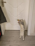 licheers猫咪电动悠悠球猫玩具智能挂门自动升降逗猫棒自嗨解闷猫咪玩具 实拍图