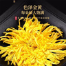 福东海 菊花茶【约100朵完整大花】金丝皇菊胎菊黄山贡菊特茶级花草茶 实拍图