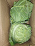 高原夏菜新鲜包菜卷心菜绿甘南菜甘蓝圆白菜时令蔬菜健康营养早餐 1.5斤-2斤高端标准菜 实拍图
