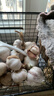 【百万单爆品】紫白皮蒜水果大蒜超市生鲜蔬菜调料即食蒜 5-6头 100g 单果3.5-5cm 实拍图